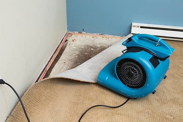 Best Water damage contractors near me  in Collinwood, TN